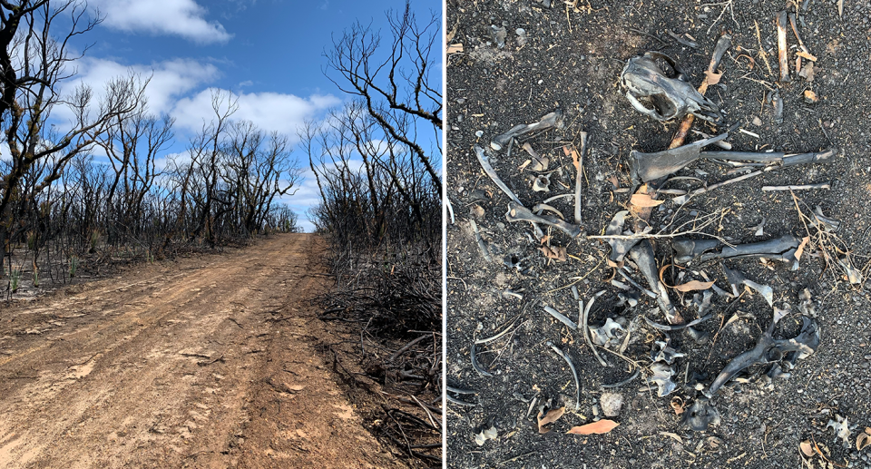 Split screen. Left - a burnt out forest against a blue sky. Right - burnt animal bones on the ground. 