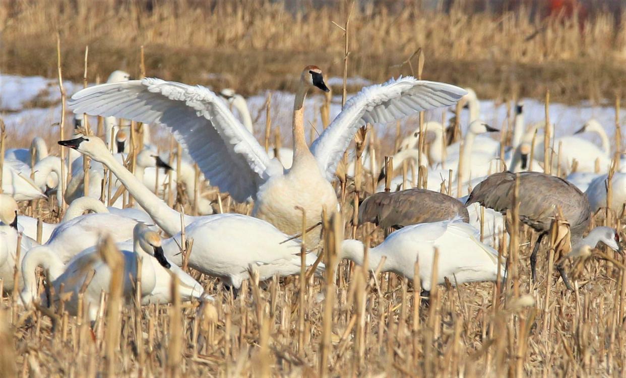 A trumpeter swan shows off for the flock of swans, along with a pair of sandhill cranes, in a field near Magee Marsh in 2022.