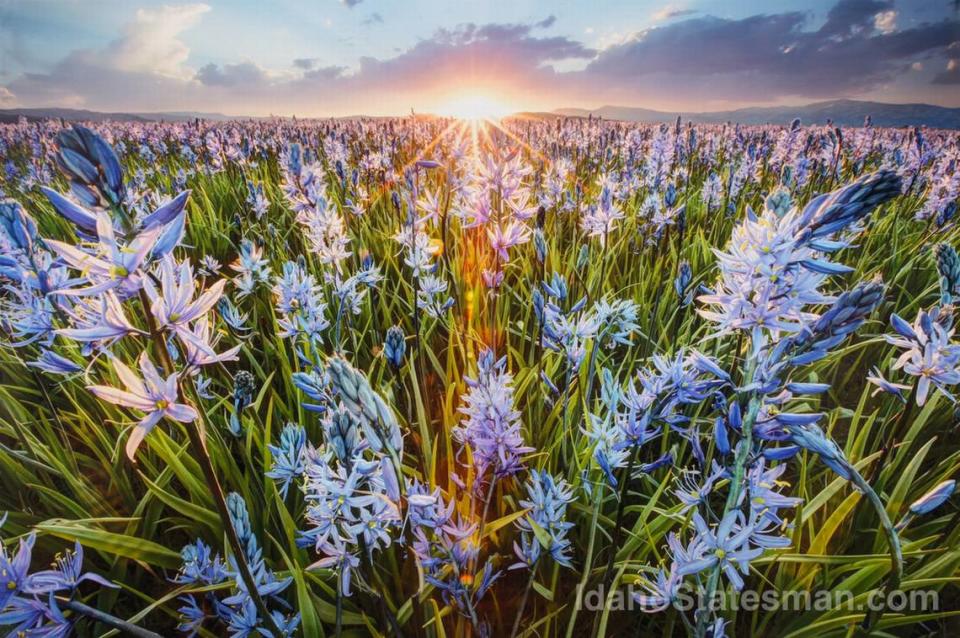 Camas lilies at Centennial Marsh near Hill City.