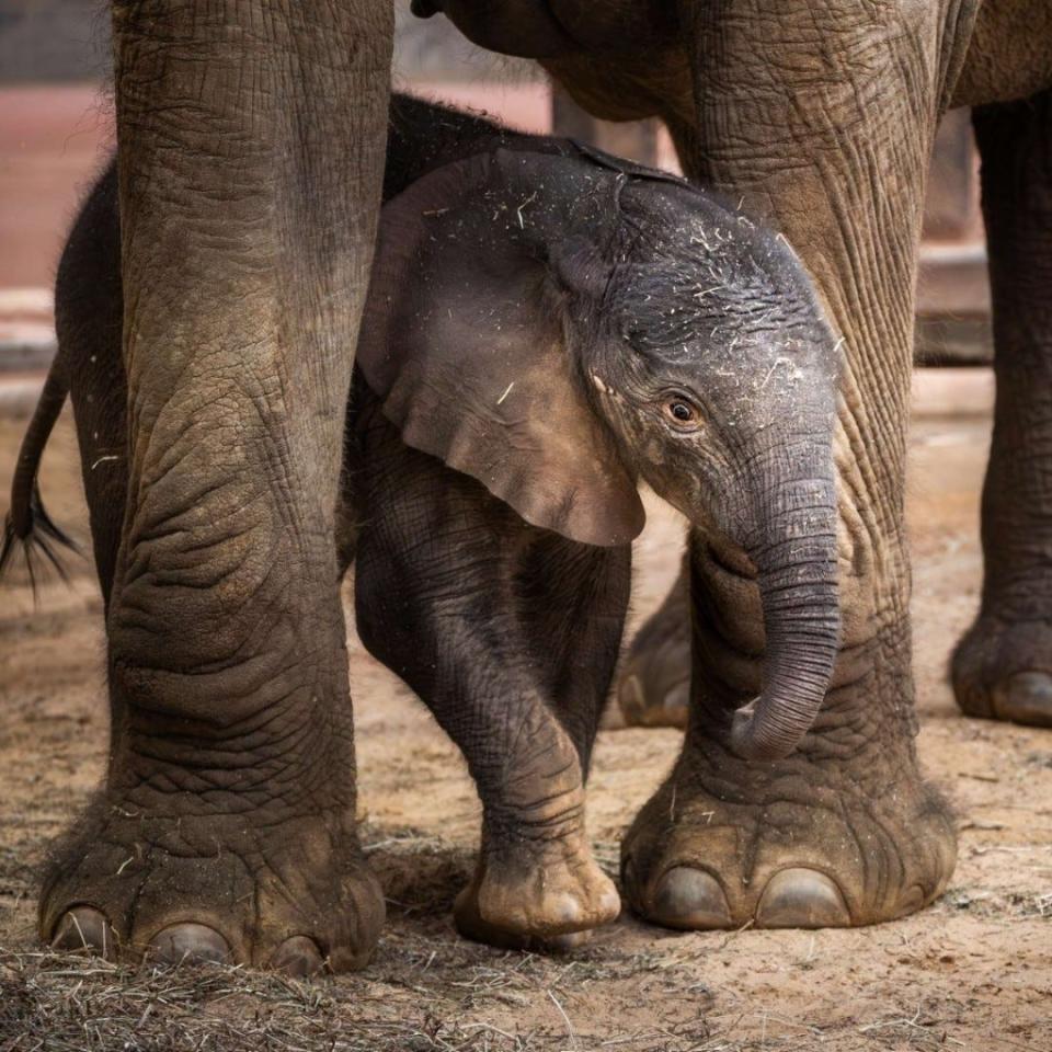 A male, African elephant calf was born Feb. 17, 2024, at the Toledo Zoo. His public exhibit debut is planned for March 16, 2024.