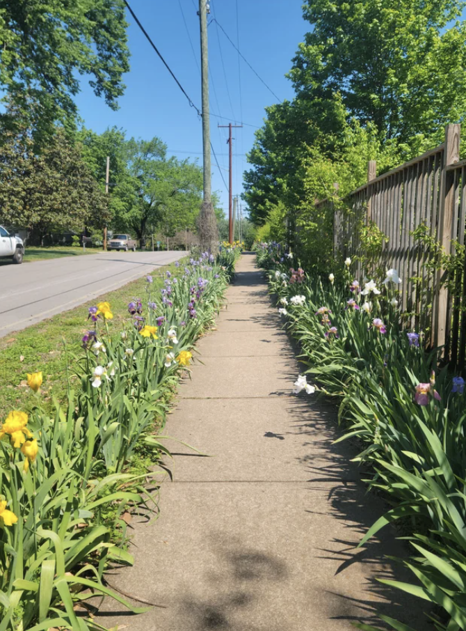 Bearded irises near a sidewalk