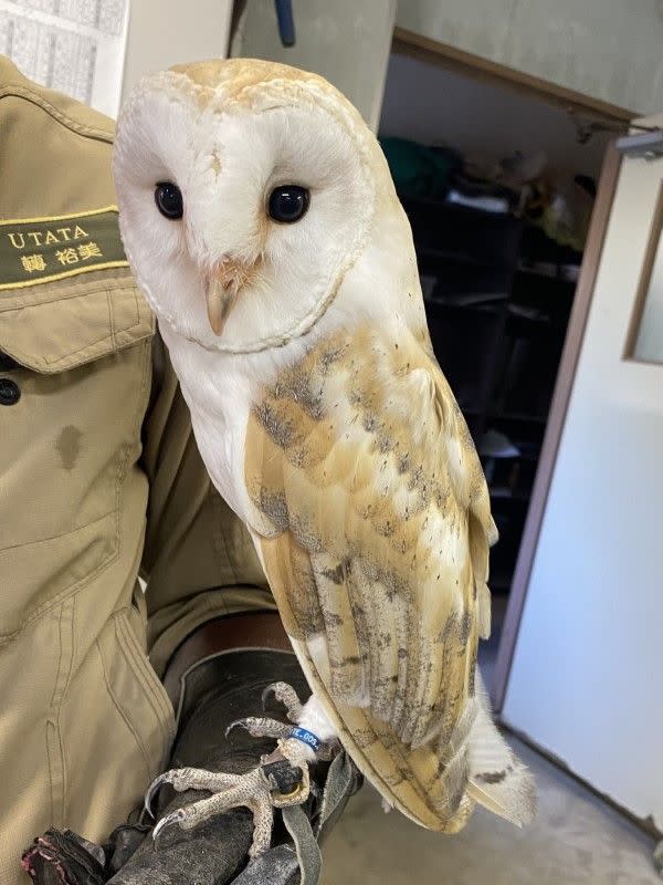 ▲倉鶚「小艾」是德山動物園的人氣王。（圖／twitter帳號TOKUYAMA_ZOO）