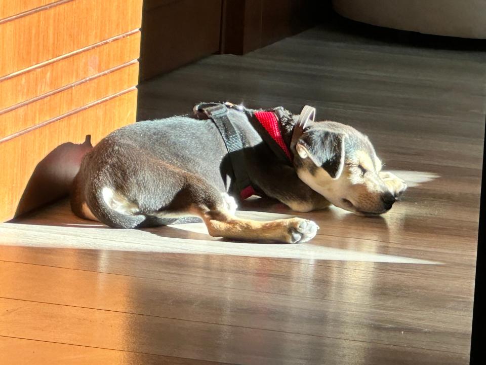 A young Racha enjoys a nap in the sunlight.