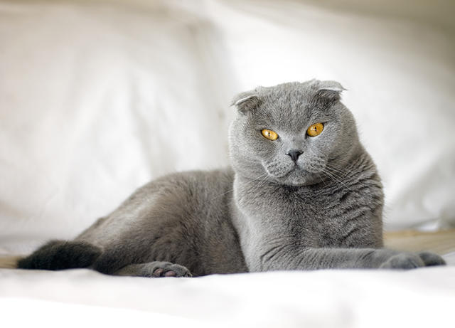 10 Fluffy Cat Breeds - PureWow