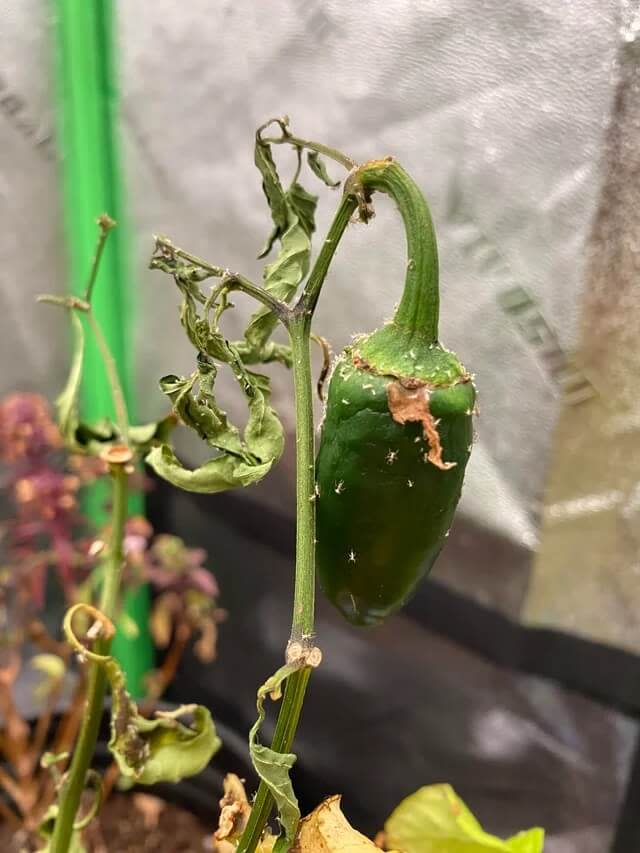 Pepper plant