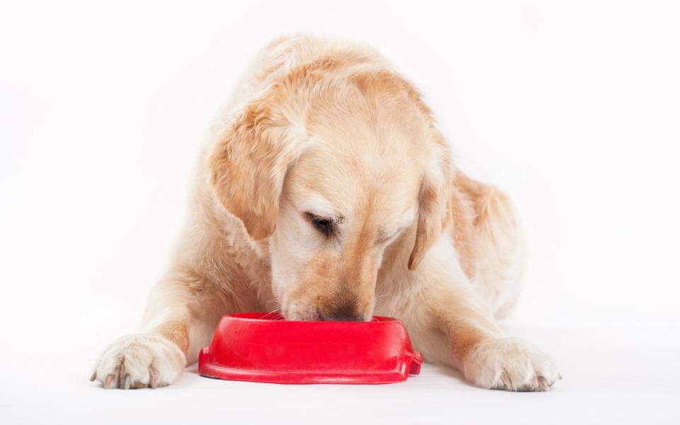 The end of the Brexit transition period risks disrupting pet food supplies, according to animal welfare charities.  - Getty Images Contributor 