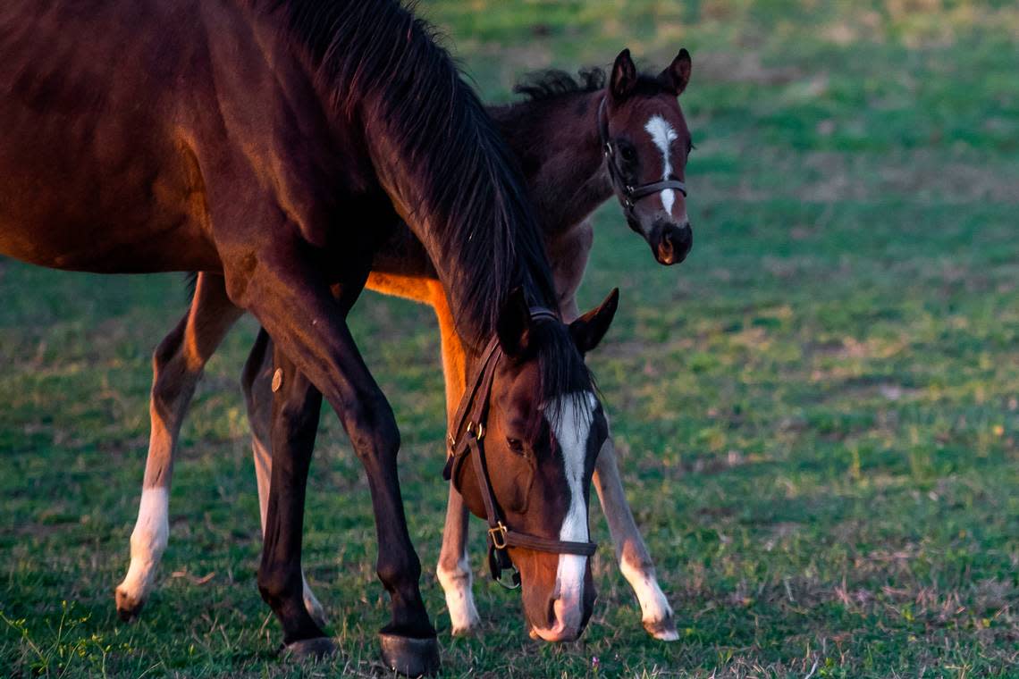 Horses graze in a field at Mill Ridge Farm in Fayette County. Mill Ridge is one of the Bluegrass farms that raised horses running in the Kentucky Derby.