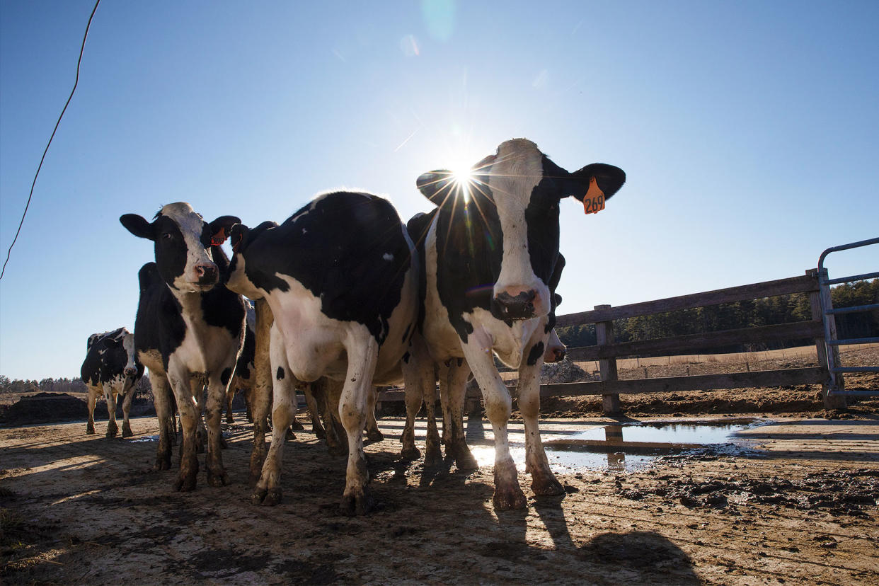 Dairy cows cattle farm Derek Davis/Portland Press Herald via Getty Images