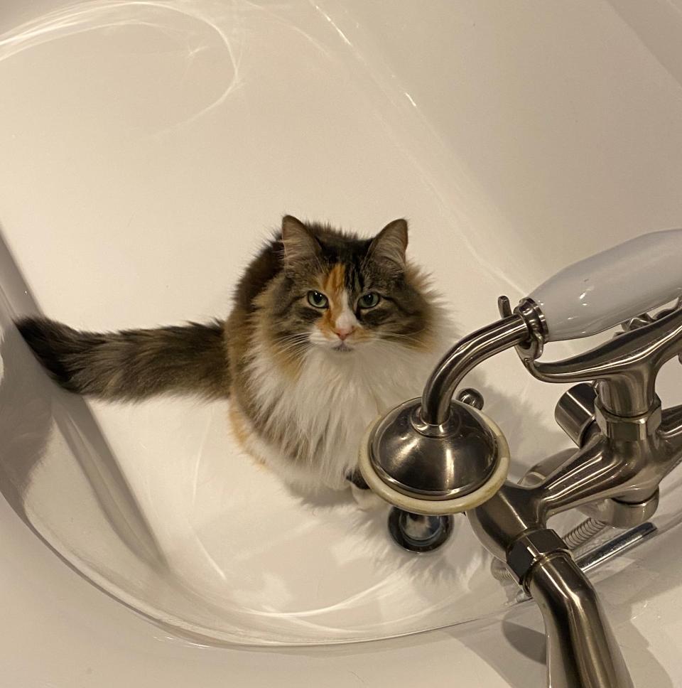 Cat in a tub