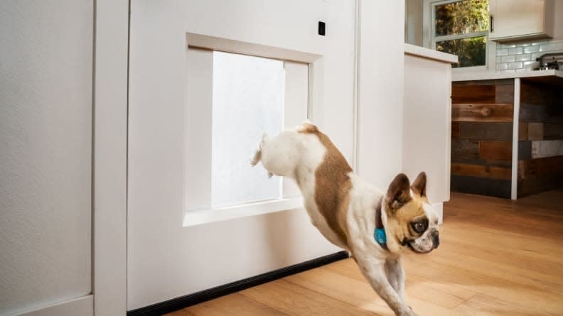 This fancy dog door actually comes with a full-size door!