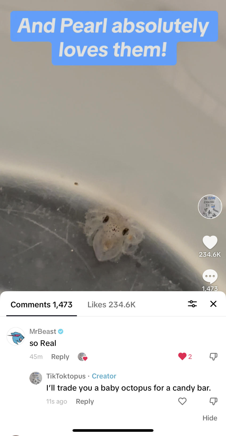 This undated photo taken by Cameron Clifford of his Tik Tok posting, shows a baby octopus hatched from Terrance, the pet octopus his son Cal adopted at their home in Edmond, Okla. The family soon learned that Terrance was female as she laid 50 eggs that later hatched, with nearly half of them surviving. Although female octopuses usually die soon after laying their eggs, Terrance is still alive four months later. (Cameron Clifford via AP)