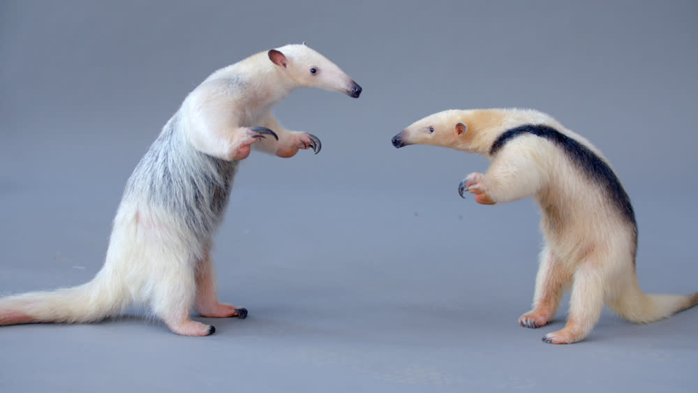 The Tough-Skinned Tamandua Is Hard as Nails 