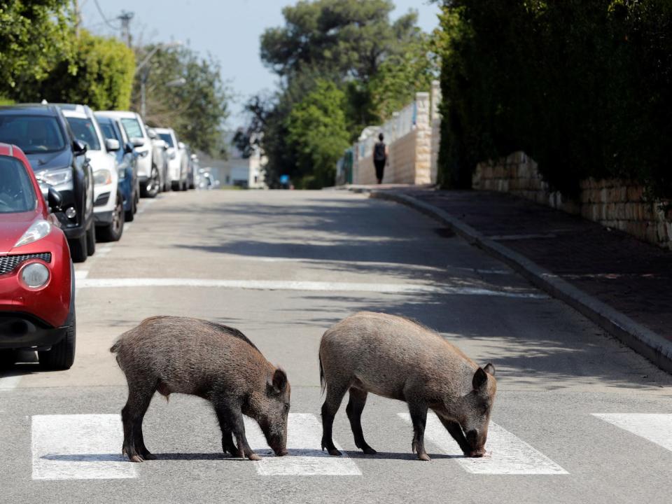 boars israel coronavirus