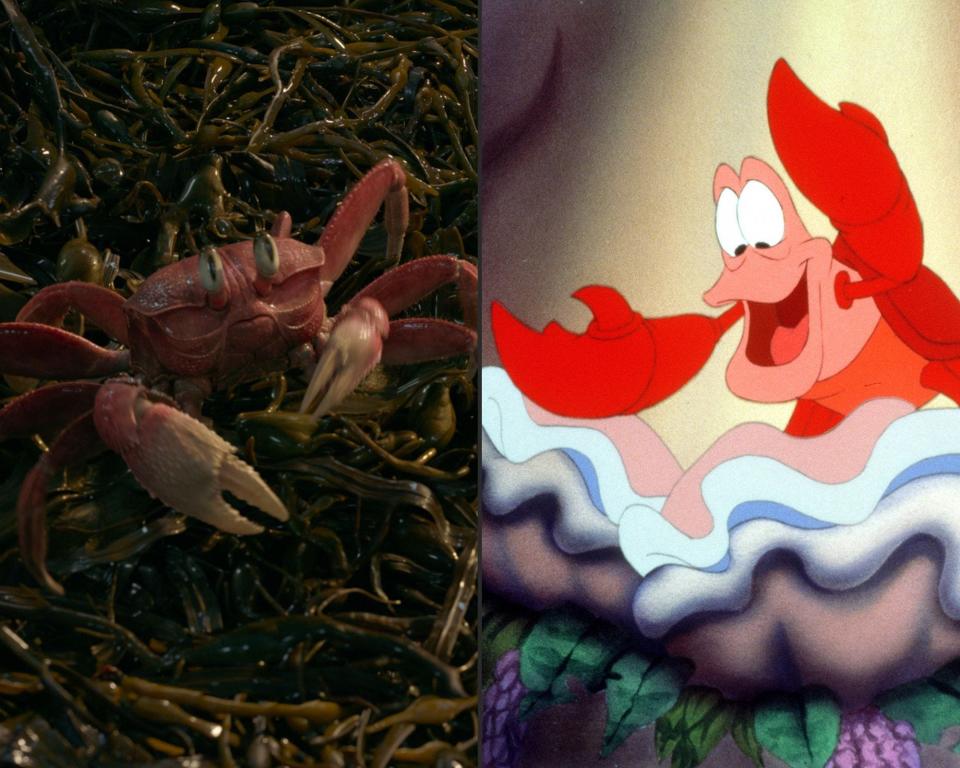 Sebastian the crab in the 2023 version of "The Little Mermaid," and in the 1989 version.