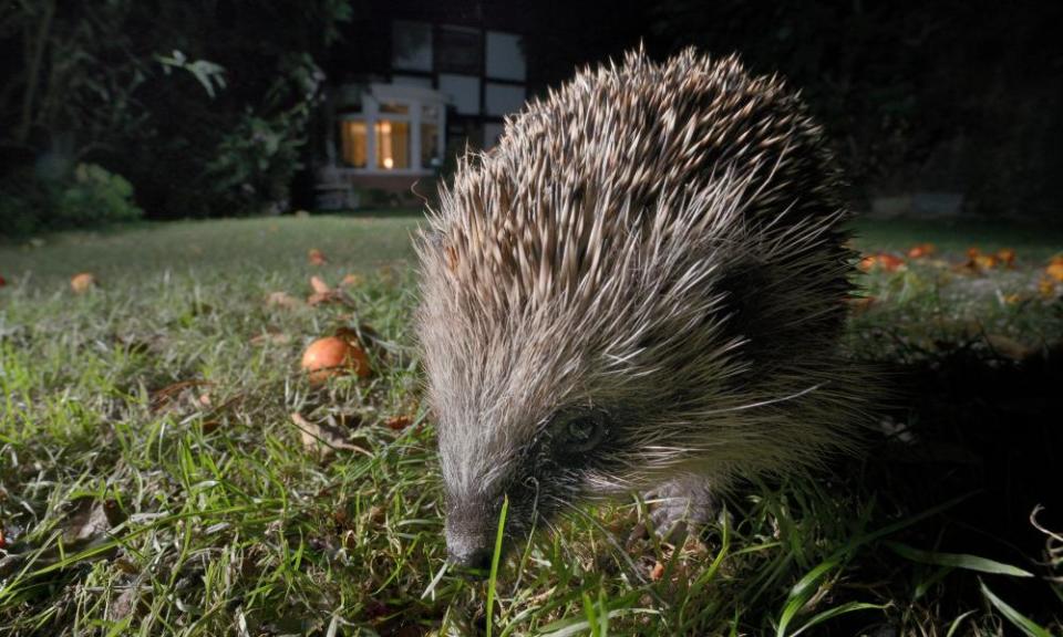 <span>Photograph: Nick Upton/Alamy</span>