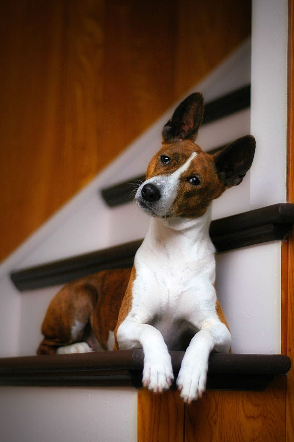 a brown and white basenji sitting on the stairs