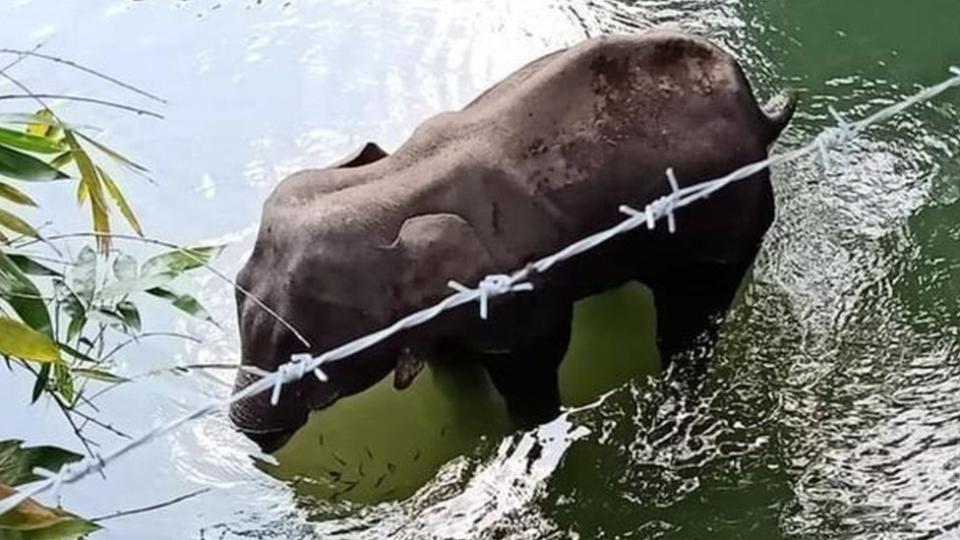 La elefanta herida en un arroyo