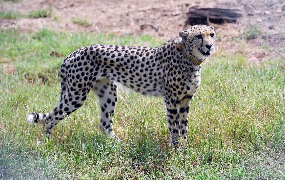 One of the female cheetahs, Dhatri (renamed from Tbilisi), was found dead in the park on Wednesday morning, officials said  (EPA)