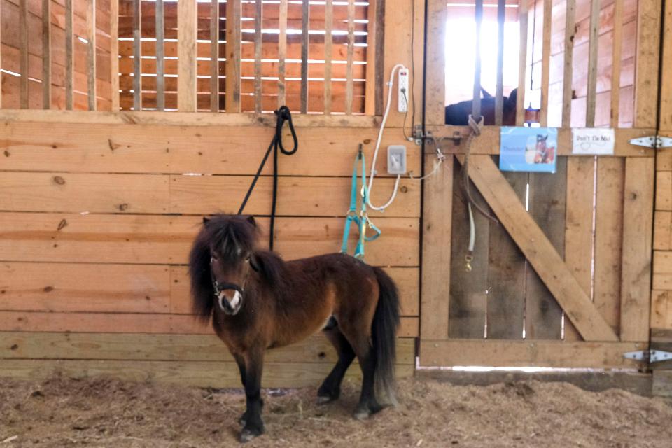 Ginuwine, the miniature horse that scampered about Tuscaloosa, now has a home at Therapeutic Riding of Tuscaloosa.  He is seen in the stable area Tuesday, May 2, 2023.