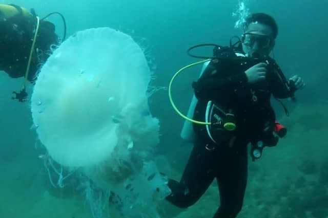 Huge jellyfish makes diver's day