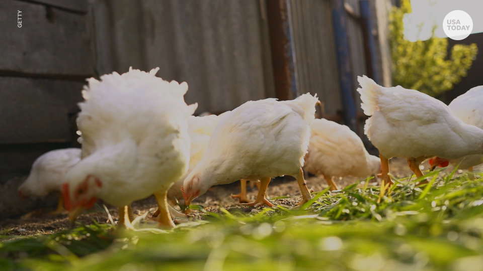 Bird flu is rare for humans, but possible. Sick dairy cattle in two central U.S. states tested positive for bird flu in late March 2024.