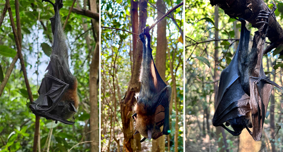 Three images of dead flying foxes hanging in trees