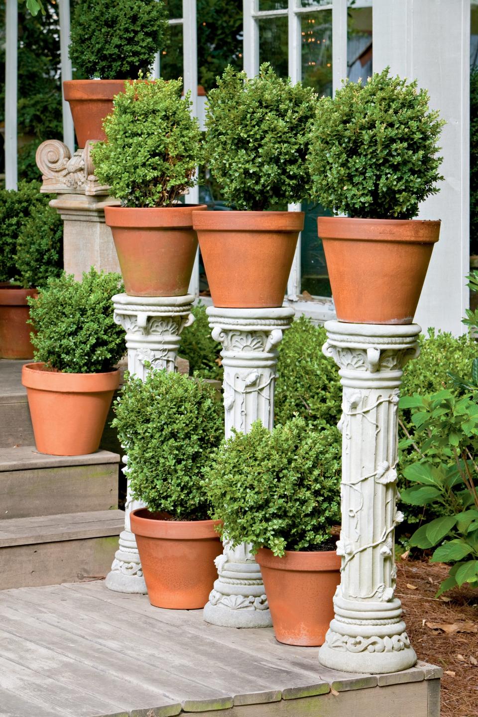 Boxwoods