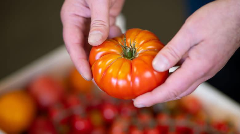 Holding heirloom tomato