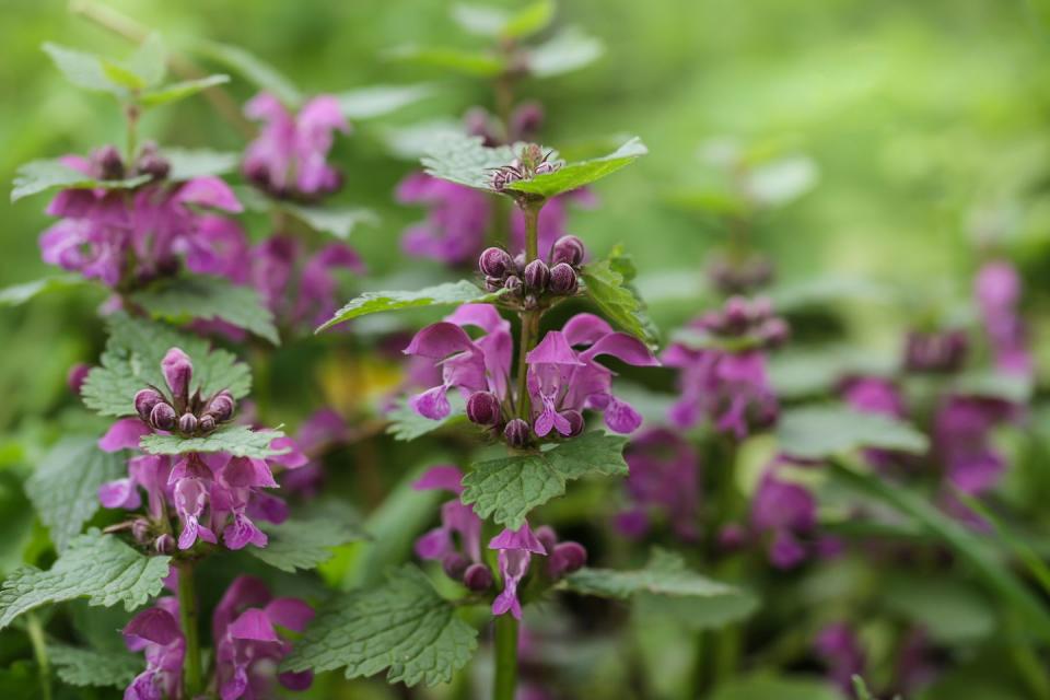 pink flowers of spotted dead nettle lamium maculatum lamium maculatum flowers close up selective focus