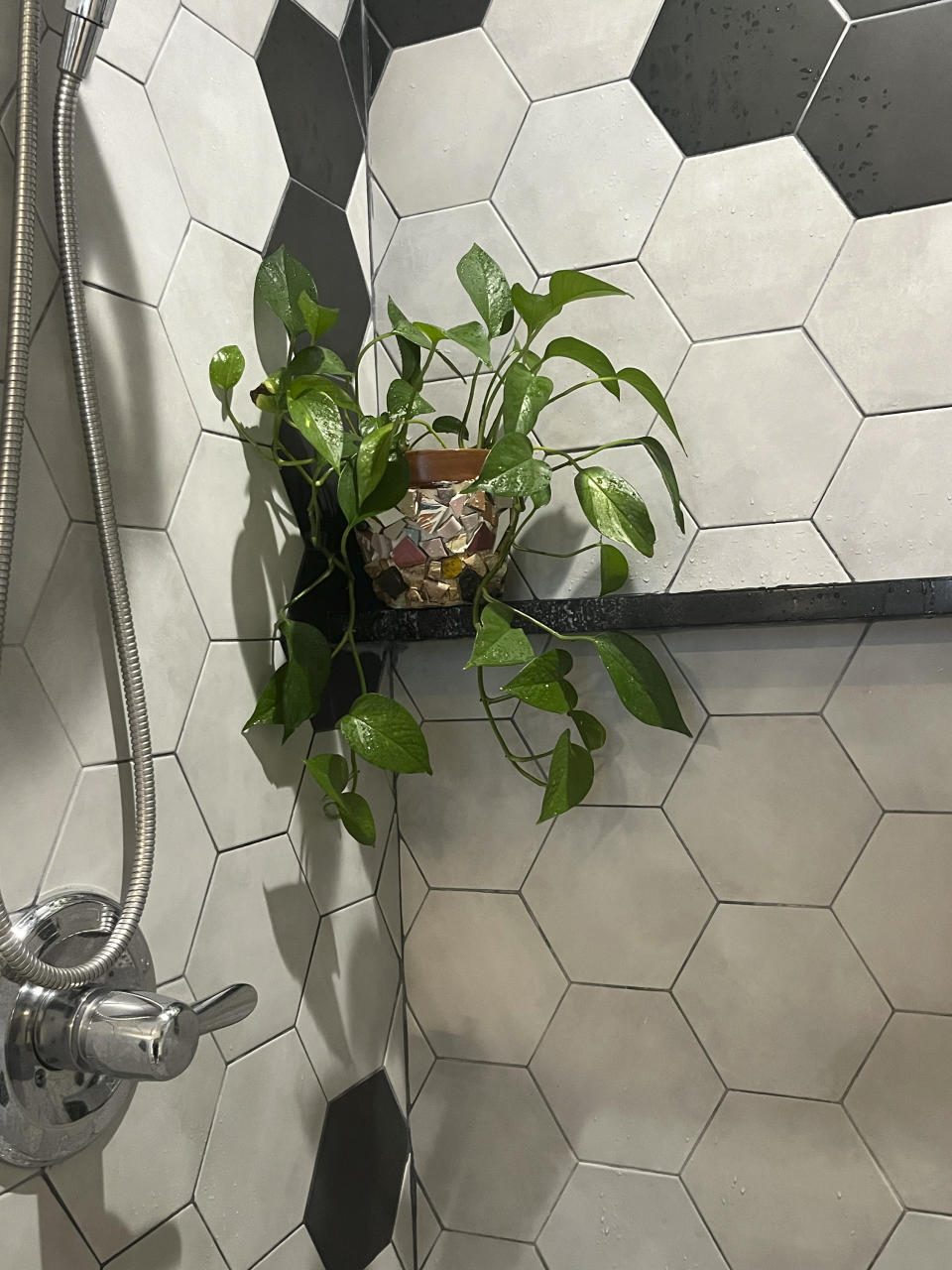 This Nov. 27, 2023, image provided by Stephanie Anderson shows a pothos houseplant displayed on a shower shelf in Patchogue, New York. (Stephanie Anderson via AP)