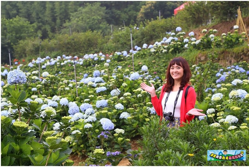 新北市萬里｜高家繡球花