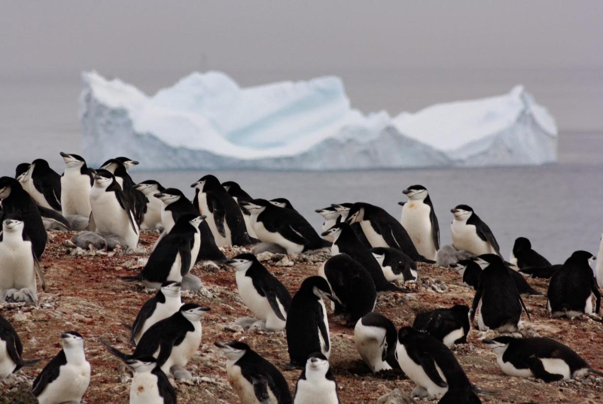 Pingüinos barbijo en la Antártida. Andrés Barbosa