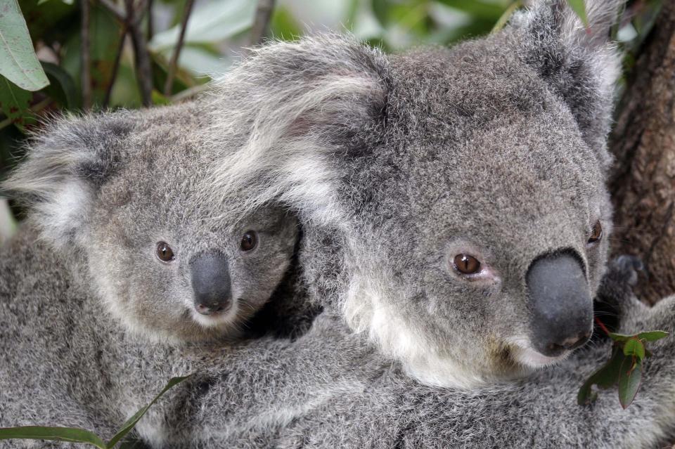 Trained rescuers are unable to go out looking for surviving koalas until the conditions clear. Source: AP Photo / Rob Griffith.