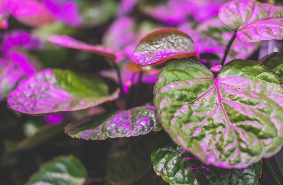 Green-houseplant-leaves-glow-under-the-light-of-ultraviolet-light.