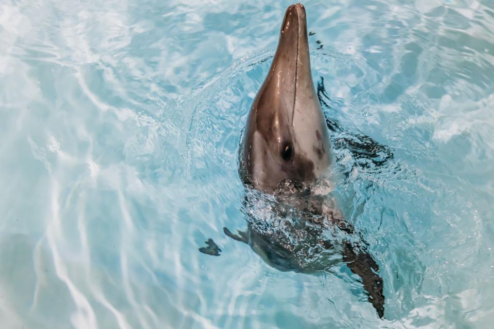 Officials said a dolphin is recovering at a Florida aquarium after being found stranded off the coast last week.