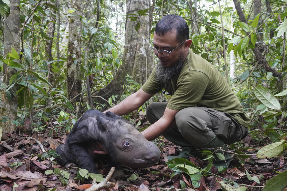 In this undated photo released by Indonesian Ministry of Environment and Forestry, veterinarian Zulfi Arsan tends to a newly born Sumatran rhino calf at Sumatran Rhino Sanctuary at Way Kambas National Park, Indonesia. The critically endangered Sumatran rhino was born on Sumatra Island Saturday, Nov. 25, 2023, the second Sumatran rhino born in the country this year and a welcome addition to a species that currently numbers fewer than 50 animals. (Indonesian Ministry of Environment and Forestry via AP)