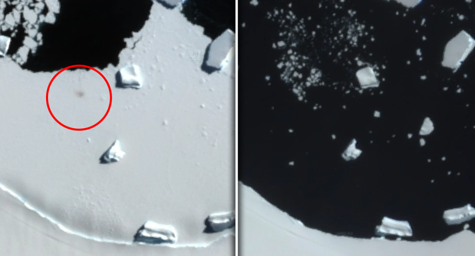 Satellite images: A red circle highlights an emperor penguin breeding colony on ice at Smyley Island (left). Before the chicks were waterproof, their home was consumed by the ocean. 