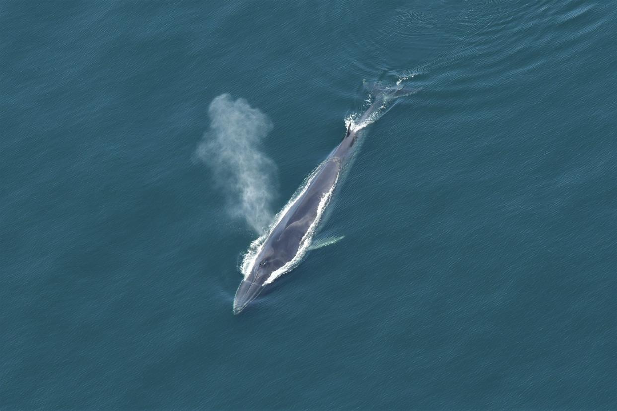 A fin whale documented during a 2021 New England Aquarium aerial survey in Massachusetts Bay.