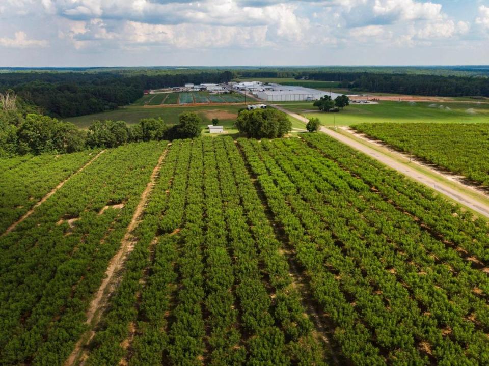 Titan Farms, the largest peach farm in South Carolina, on Thursday, July 13, 2023. Due to a late frost this year, many peaches did not germinate properly and many of the farm’s peaches did not mature, and instead are what peach growers call “buttons,” and cannot be sold.