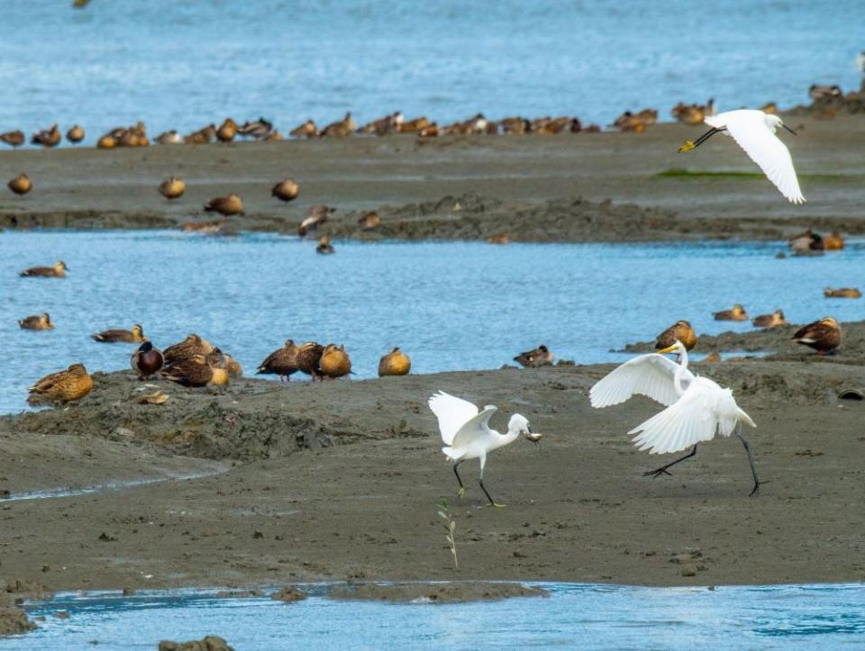 《圖說》蘆洲濕地示範區-小白鷺與大白鷺互動。〈謝佑欣攝影〉