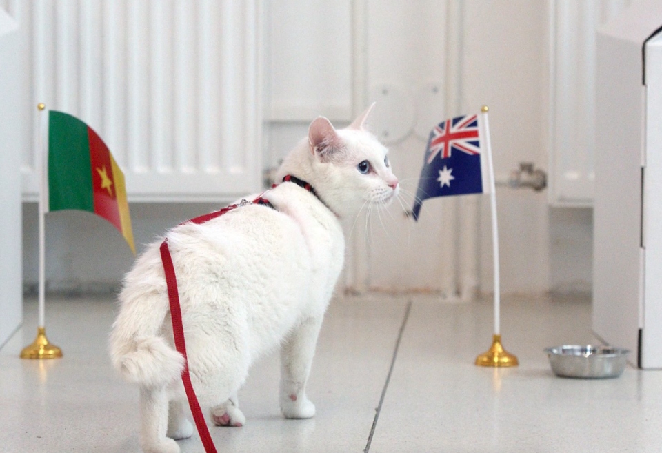 El gato Aquiles, nuevo oráculo del Mundial de Rusia 2018