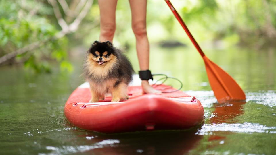 Pomeranian on stand up paddle board with owner