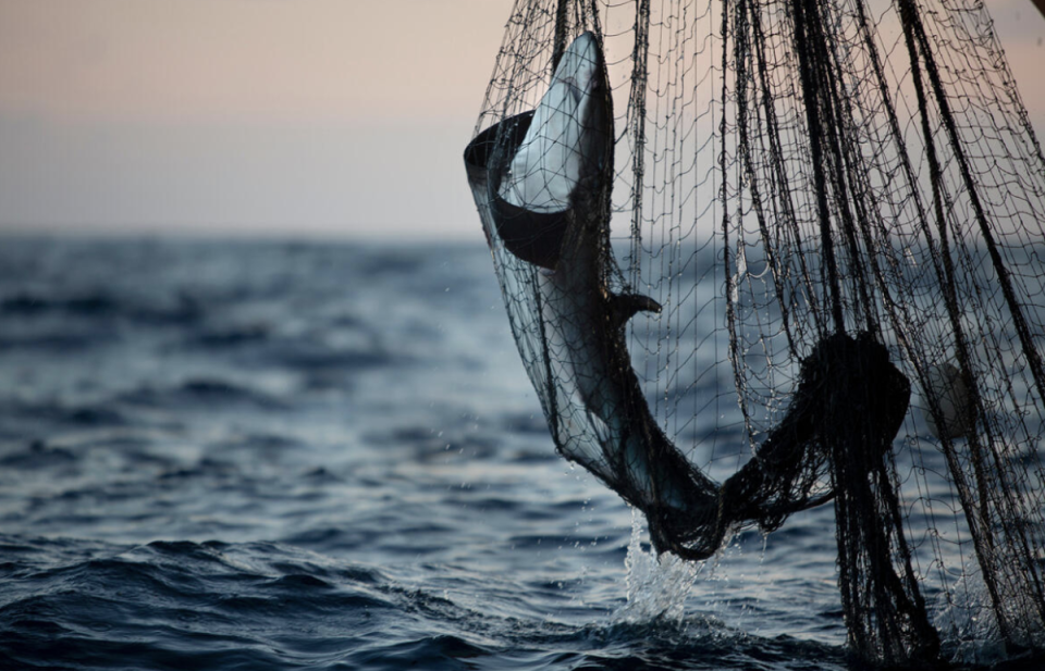 A shark is hauled in as bycatch. Undocumented vessels often fish for tuna with 7-mile long gill nets when fishing with a net over 1.5 miles is illegal (Abbie Trayler-Smith / Greenpeace)