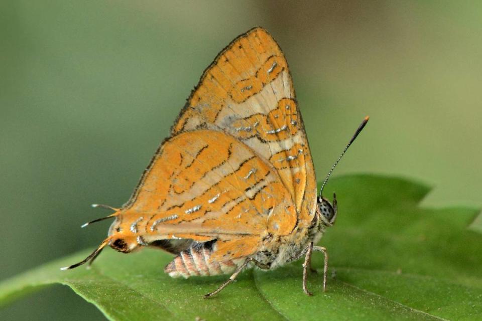 A male Cigaritis conjuncta, or conjoined silverline butterfly, showing the underside of its wings.