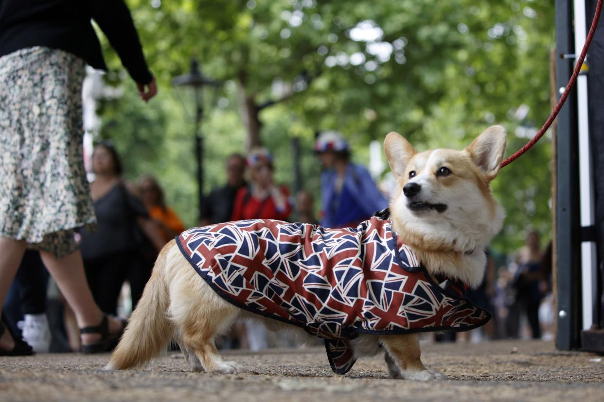 A dog wears the Union Jack flag colors on The Mall outside Buckingham Palace in London on Friday, June 3, 2022, on the second of four days of celebrations to mark the Platinum Jubilee.