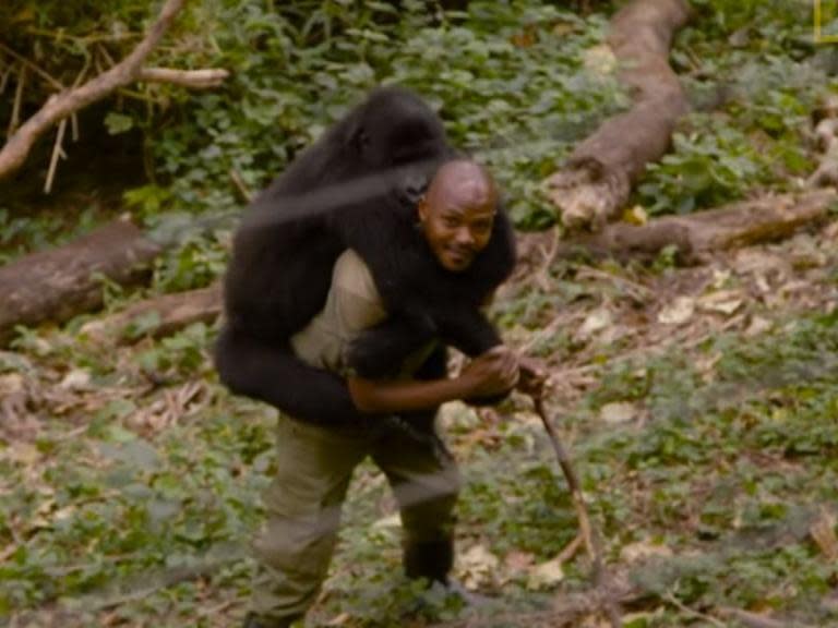 Gorillas appear to pose for extraordinary selfie with anti-poaching rangers