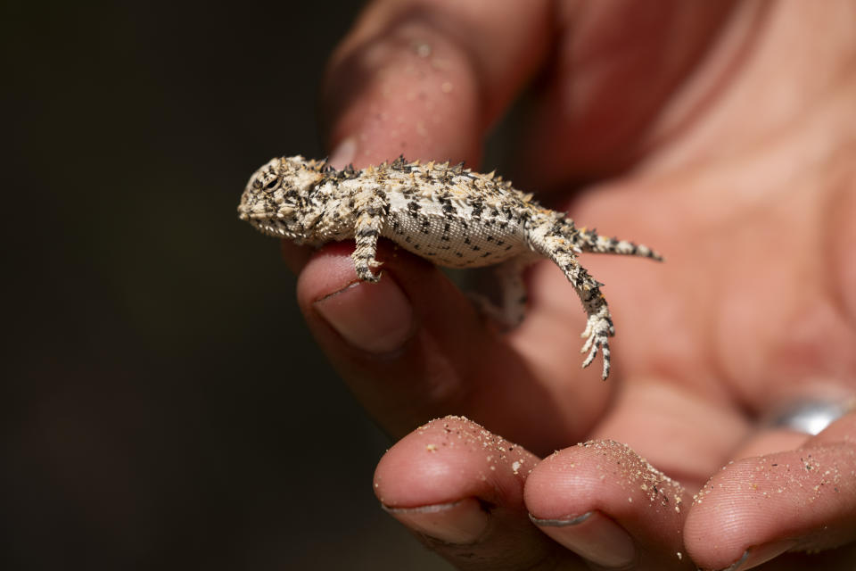 A California Horned Lizard is temporary held for classification during a botanical expedition with Universidad Autonoma de Baja California college students documenting native plants and species along the U.S.-Mexico border on Friday, April 19, 2024, in the Ejido Jacume in the Tecate Municipality of Baja California, Mexico. Botanists and citizen scientists armed with the iNaturalist app on their smartphones are recording the biodiversity along the U.S.-Mexico border in May. Called the Border Bioblitz, more than 1,000 volunteers are recording as many species as possible. (AP Photo/Damian Dovarganes)