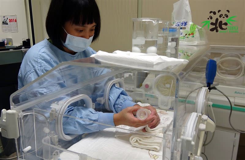 保育員在照顧「圓寶」的過程中費盡心血。（圖／翻攝自台北市立動物園官網）