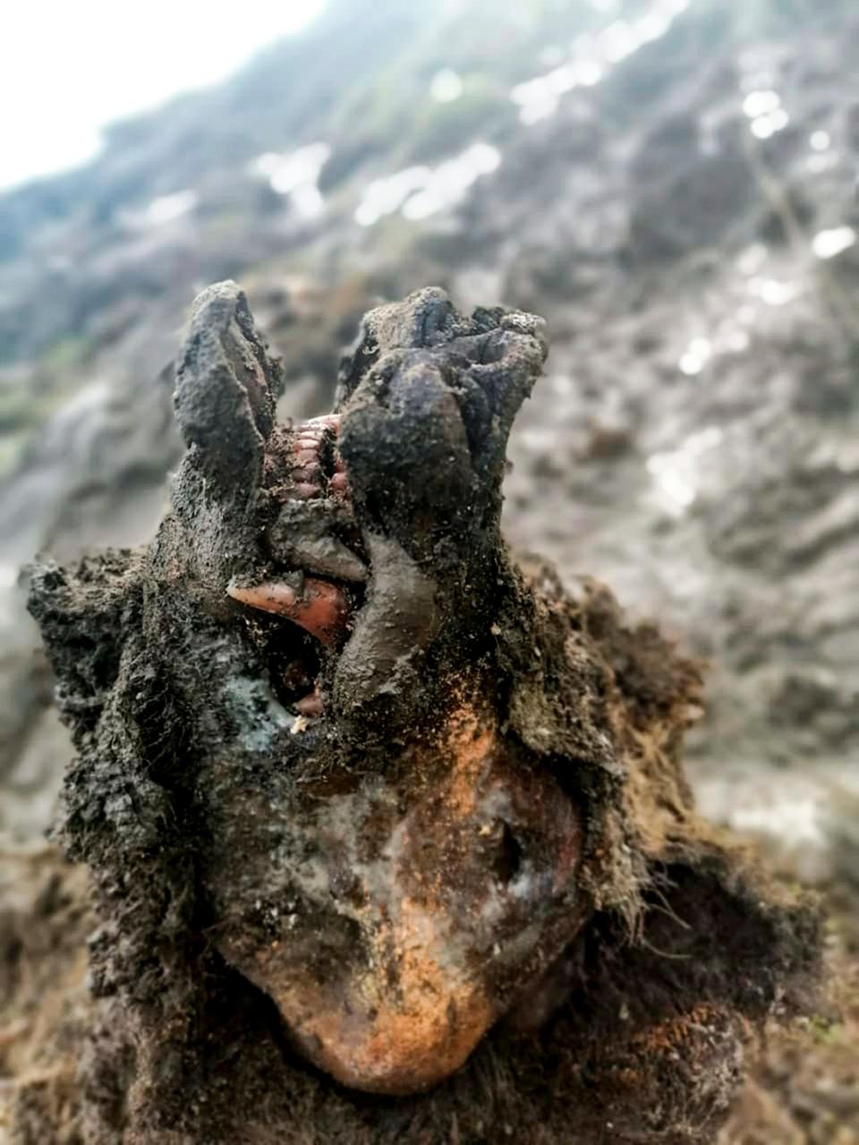 In this undated photo released by North-Eastern Federal University, a head of an Ice Age cave bear found on Bolshoy Lyakhovsky Island, or Great Lyakhovsky, the largest of the Lyakhovsky Islands belonging to the New Siberian Islands archipelago between the Laptev Sea and the East Siberian Sea in northern Russia.