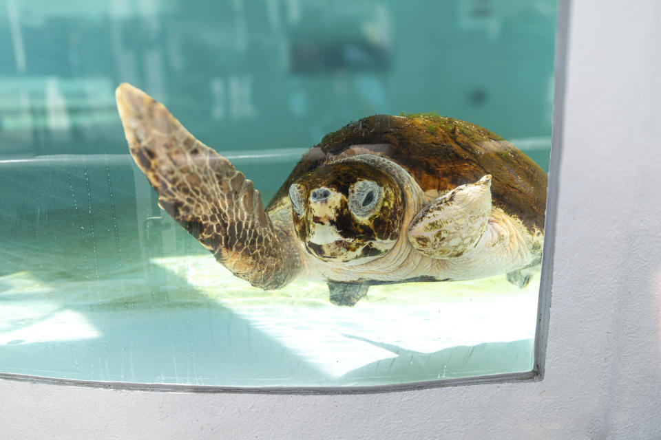This photo provided by the Loggerhead Marinelife Center on Monday, May 13, 2024, shows Cayman, a subadult loggerhead turtle found entangled in fishing wire in February, at the Loggerhead Marinelife Center in Juno Beach, Fla. Cayman underwent surgery and had a partial amputation of his front left flipper. Cayman was released into the Atlantic Ocean on Monday morning. (Loggerhead Marinelife Center via AP)